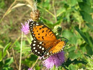 Regal Fritillary Female