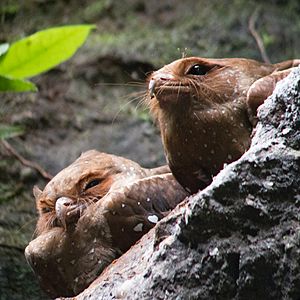 Roosting Oilbirds