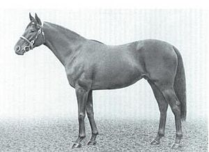 Sandsprite, racehorse