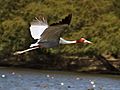 Sarus Crane I IMG 8628