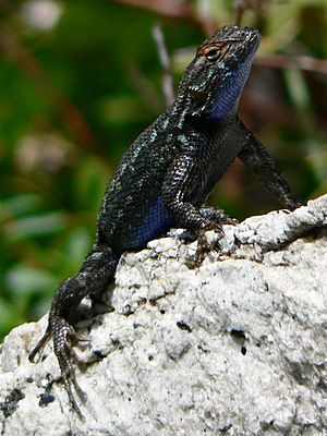 Sceloporus occidentalis 08290.JPG