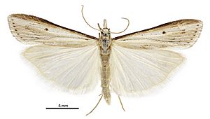 Scoparia s.l. niphospora male.jpg