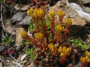 Sedum lanceolatum 5926.JPG