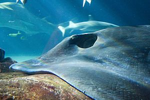 Shorttail stingray sydney