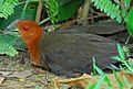 Slaty-legged Crake ( Rallina eurizonoides)