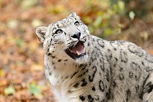 Snow Leopard Looking Up