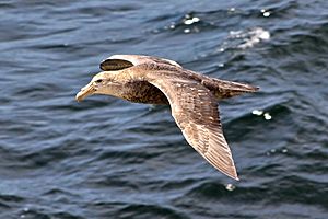 Southern Giant Petrel (immature)