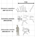 Spinosauridae "Sails" Comparison by PaleoGeek