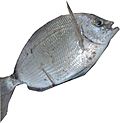 Spottail Pinfish fishing.jpg