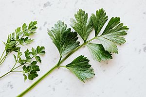 Sprigs of Parsley