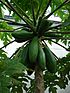 Starr 080608-7452 Carica papaya.jpg