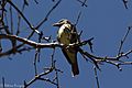 Sulphur-bellied Flycatcher Huachuca Canyon Sierra Vista AZ-11 (35036843784)