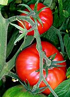 Tomatoes-on-the-bush