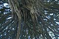 Underside of the famous yew in churchyard of church of S. Peter & S. Paul, Harlington, Middlesex, 2014