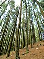 Vagamon Pine Forest