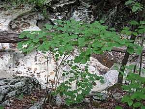 Viburnum bracteatum.jpg