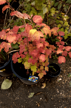 Viburnum trilobum (highbush cranberry)