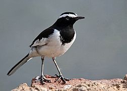 White-browed Wagtail I MG 9376