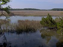 Wormsloe-jonesmarsh-ga1