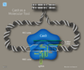 15 Hegasy Cas9 DNA Tool Wiki E CCBYSA