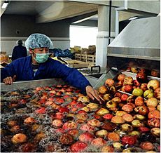 Afghan pomegranates getting washed