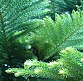 Araucaria heterophylla needles