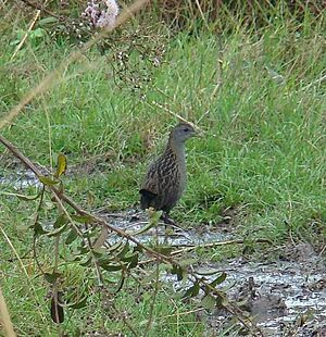 Ash-throated Crake (Porzana albicollis).jpg