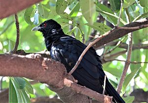 Asian koel at Chandigarh