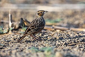 Australian Bushlark 0A2A6448.jpg