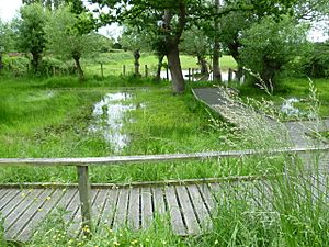 Badgeworth buttercup reserve walkways