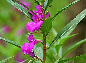 Balsam I IMG 9566