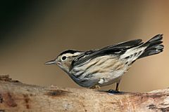 Black-and-white Warbler.jpg