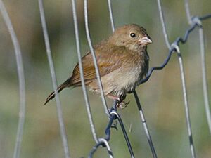 Black-faced Grassquit female RWD