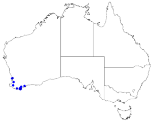 Boronia crassipes DistMap26.png