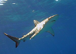 Carcharhinus galapagensis hawaii