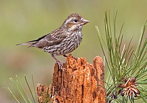 Cassin's Finch (female).jpg