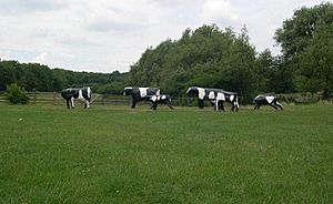 ConcreteCows