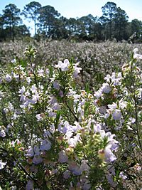 Conradina in field Carrabelle