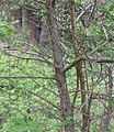 Crataegus douglasii mature bark