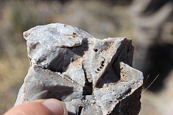 Crinoids casts at Kartchner Caverns State Park