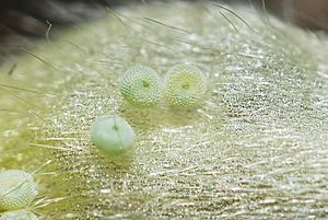 Cupido minimus eggs