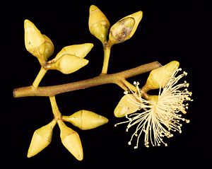 Eucalyptus chloroclada buds