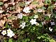 False rue anemone (Enemion biternatum).jpg