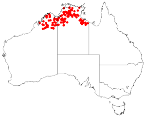 Ficus coronulata Distribution.png