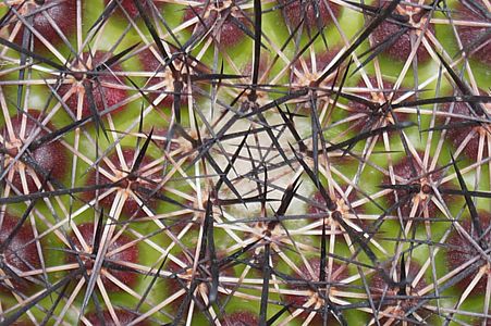 Fish hook Cactus Without wool