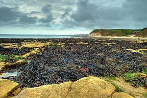 Flamborough head landing beach