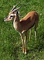 Gazella rufifrons AB