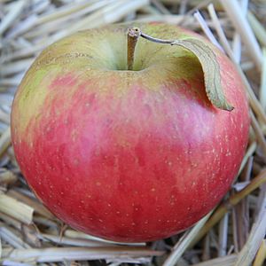 Honeycrisp.jpg