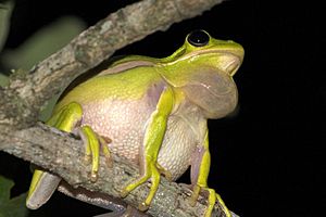 Hyla cinerea - distended vocal sac