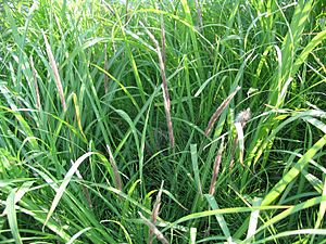 Imperata cylindrica spikes